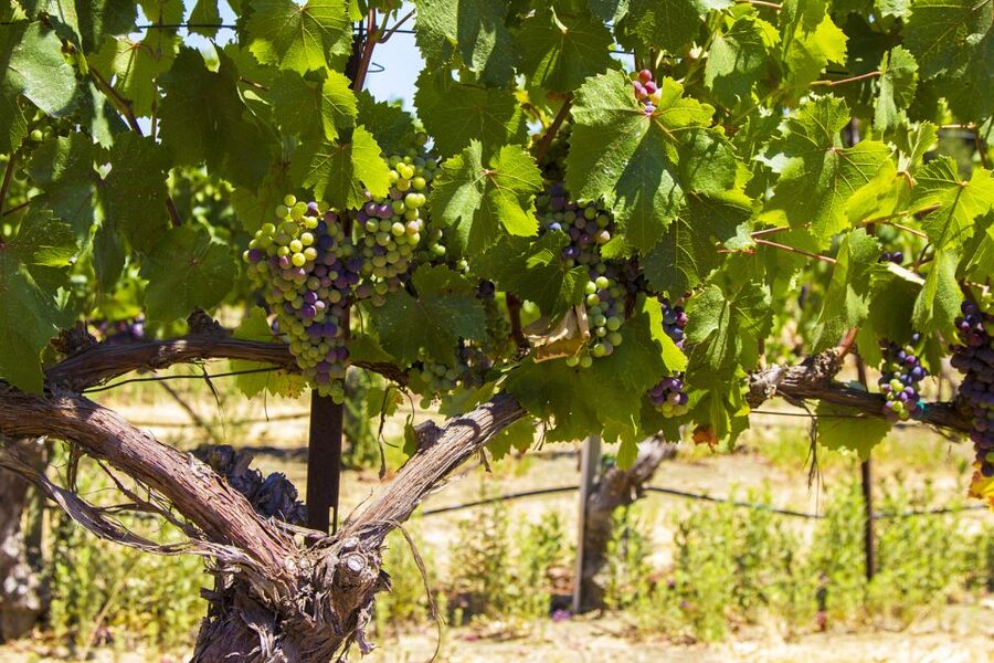 Santa Barbara: Wine Country Tour with Lunch - A few practical points before booking