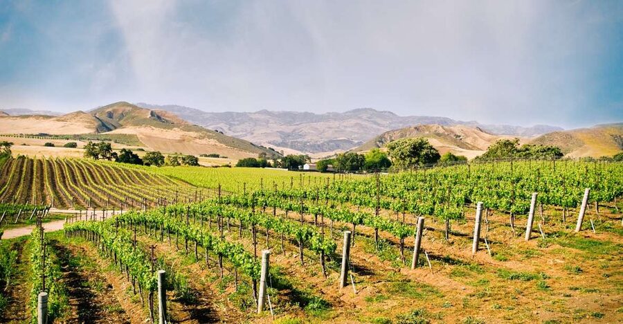 Santa Barbara: Wine Country Tour with Lunch - Should you book this Santa Barbara wine tour?