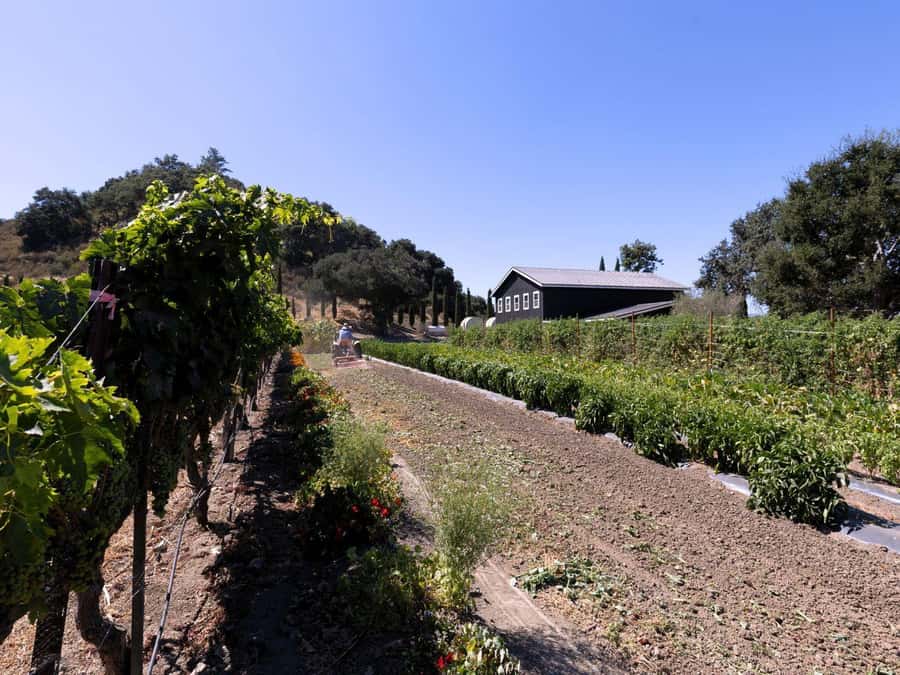 Santa Ynez: 3-Winery Tour Includes Tastings and Lunch - The host can shape the day