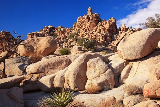 Self-Guided Driving Audio Tour in Joshua Tree National Park - Cholla Cactus Garden at the right light
