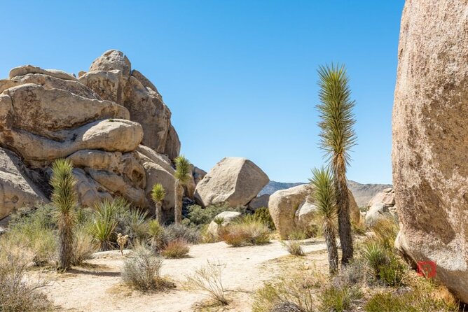 Self-Guided Driving Audio Tour in Joshua Tree National Park - Keys View and the Coachella Valley panorama