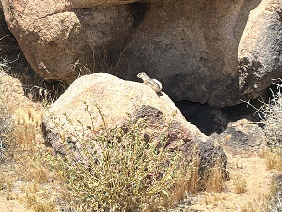 Sightseeing Adventure Tour of Joshua Tree Park (Max 10) - Weather, clothing, and the limits of the outing