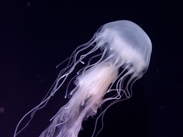 Skip the Ticketing Line: Aquarium of the Pacific General Admission Ticket - What the Aquarium of the Pacific visit is really like