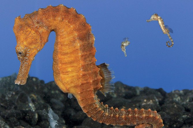 Skip the Ticketing Line: Aquarium of the Pacific General Admission Ticket - Pacific Visions and the 4D movie