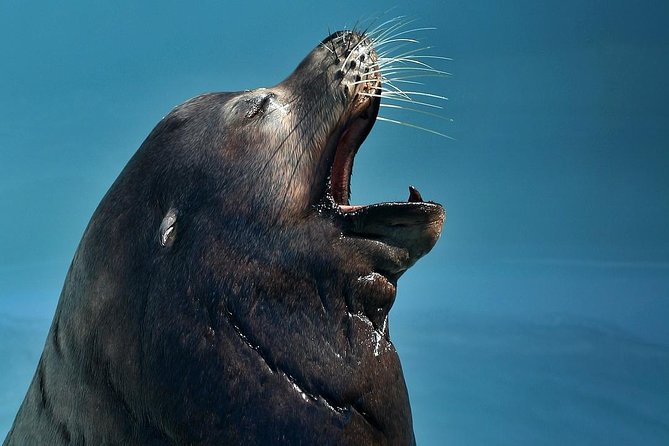 Skip the Ticketing Line: Aquarium of the Pacific General Admission Ticket - How long to stay, and when the aquarium works best