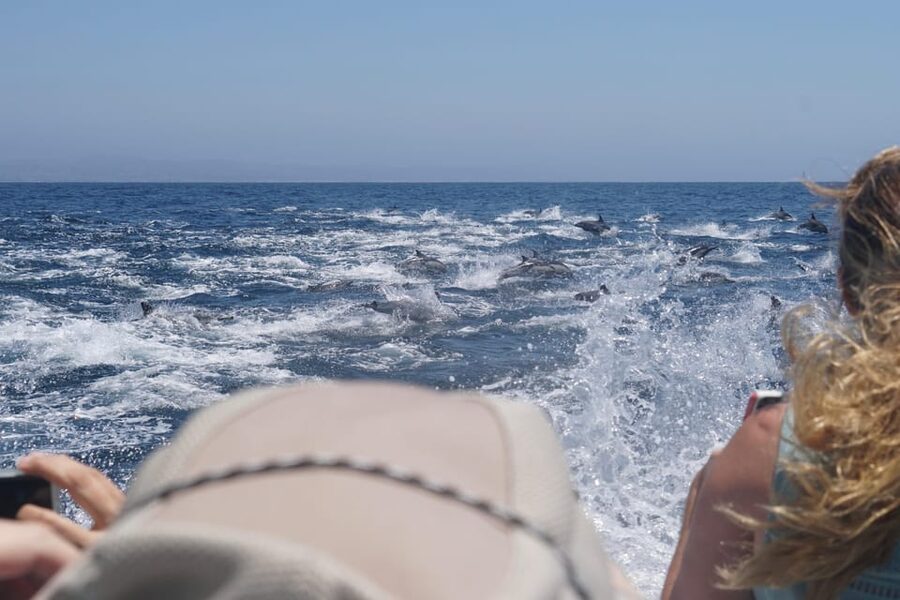 Superior 2hr Private Whale & Dolphin Watching Newport Beach - Key points to know before booking