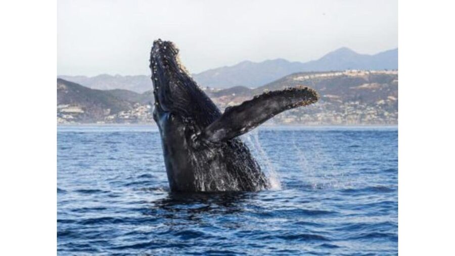 Superior 2hr Private Whale & Dolphin Watching Newport Beach - Booking details that affect your decision