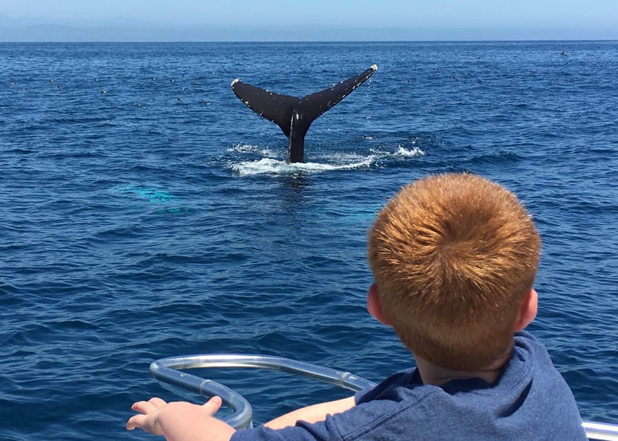 Superior 2hr Private Whale & Dolphin Watching Newport Beach - Why this small Newport Beach boat makes a difference