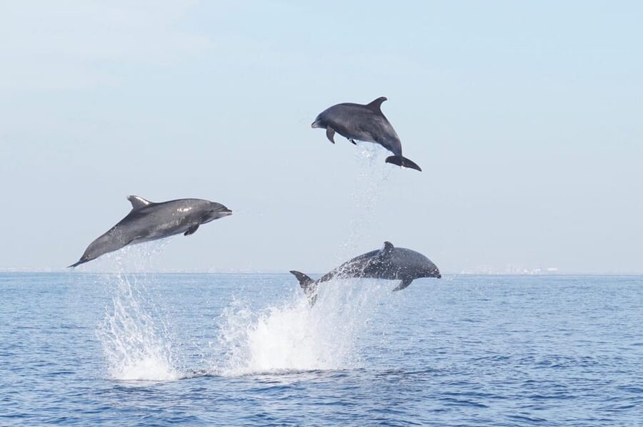 Superior 2hr Private Whale & Dolphin Watching Newport Beach - Setting out with suspension seats and open views