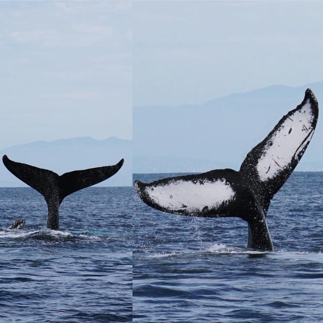 Superior 2hr Private Whale & Dolphin Watching Newport Beach - Searching for dolphins along the Newport Beach coast