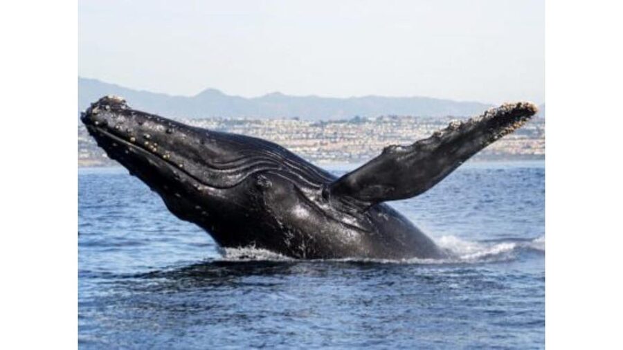Superior 2hr Private Whale & Dolphin Watching Newport Beach - What two hours feels like on the water