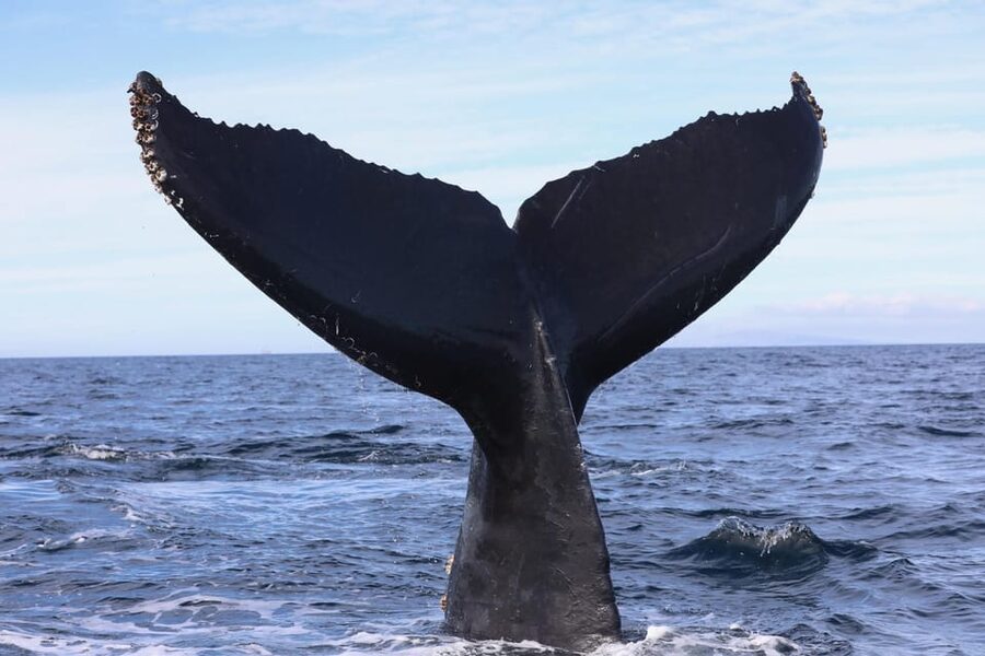 Superior 2hr Private Whale & Dolphin Watching Newport Beach - Who will enjoy this tour most?