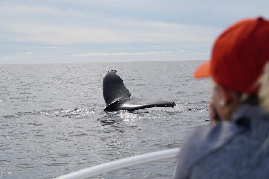 Superior 2hr Private Whale & Dolphin Watching Newport Beach - Meeting Captain Nick at 508 South Bay Front