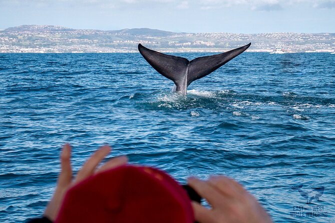 Supreme 2hr Whale/Dolphin Watching Newport Beach, 6 person max - Why the six-person boat changes the outing
