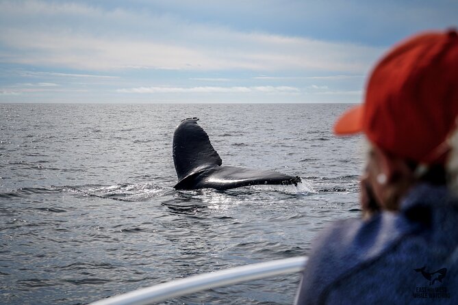 Supreme 2hr Whale/Dolphin Watching Newport Beach, 6 person max - Sunset views and the pace of the Pacific
