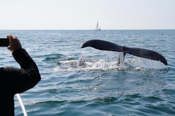 Supreme 2hr Whale/Dolphin Watching Newport Beach, 6 person max - Is $119 a fair price?