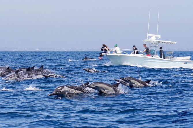 Supreme 2hr Whale/Dolphin Watching Newport Beach, 6 person max - Who will enjoy this most