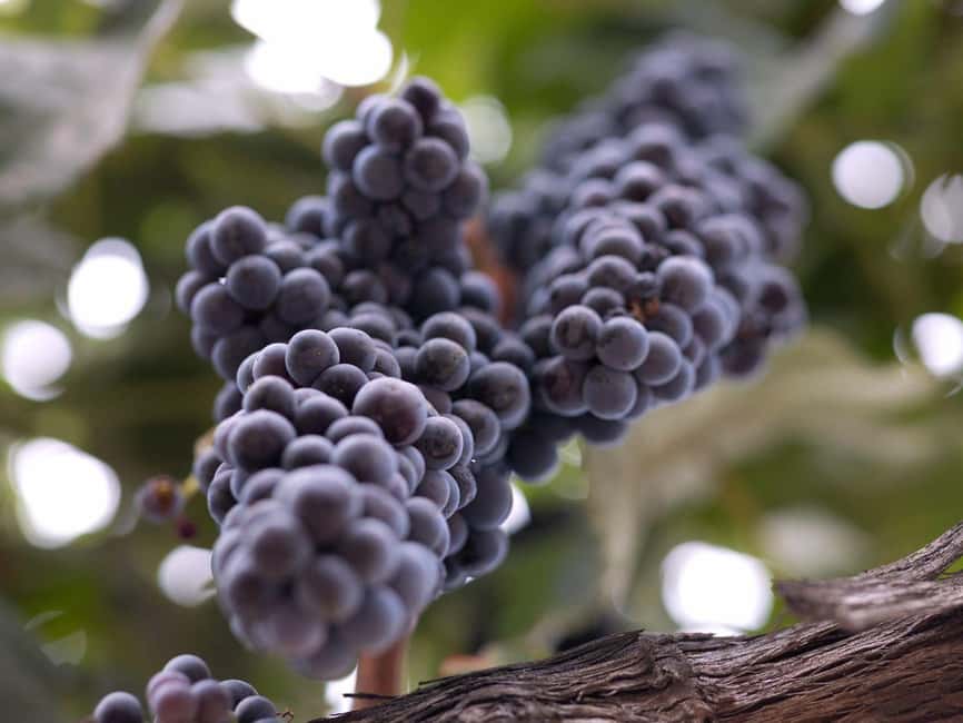 Temecula: 4-Winery Tour with Tastings and Lunch - Lunch in a barrel room, or a menu that needs confirmation