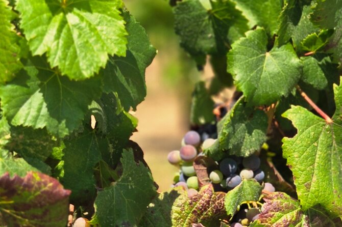 Temecula Uncorked: A Self-Guided Driving Tour of its Wineries - A self-guided drive from Old Town to the vineyards