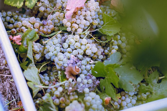 Temecula Valley 4-Hour Morning Wine Tour with Tastings Included - Stop three: a scenic finish with mixed wine preferences