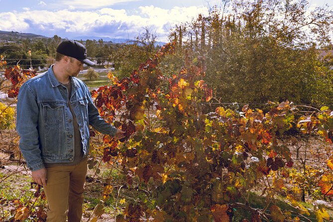 Temecula Valley 4-Hour Morning Wine Tour with Tastings Included - Booking, cancellation, and practical planning