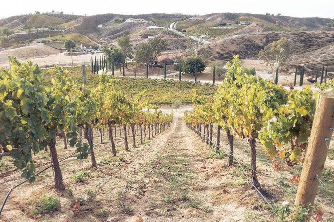 Temecula Valley Afternoon Wine Tour with Tastings and Cheeseboard - What Happens at the Tastings