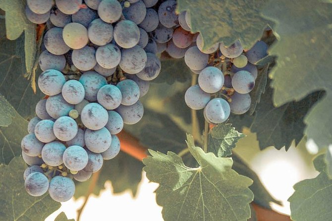 Temecula Valley Afternoon Wine Tour with Tastings and Cheeseboard - Cheese, Charcuterie, and Optional Food