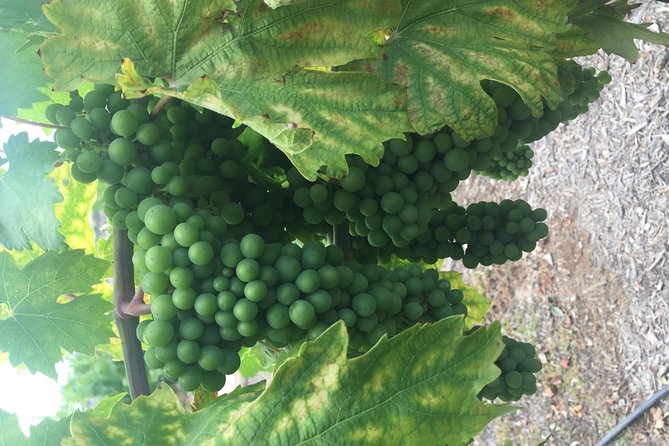 Temecula Wine Tasting Tour - Why Temecula makes a good day trip from Newport Beach