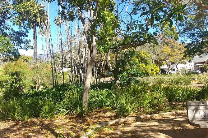 Ultimate Guide to Santa Barbara: A GPS Self-Guided Urban Stroll - The Moreton Bay Fig Tree and the road toward the Funk Zone