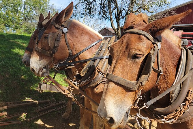Unique Amish Immersion in Lancaster - Why this Lancaster tour feels different
