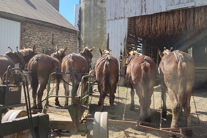 Unique Amish Immersion in Lancaster - A dairy farm with roots in the 1830s