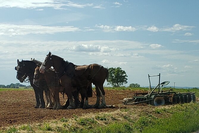 Unique Amish Immersion in Lancaster - Ice cream at an Amish-owned creamery