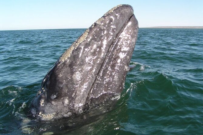 Whale and Wildlife Yacht Cruise in Santa Barbara - Key points to know before booking