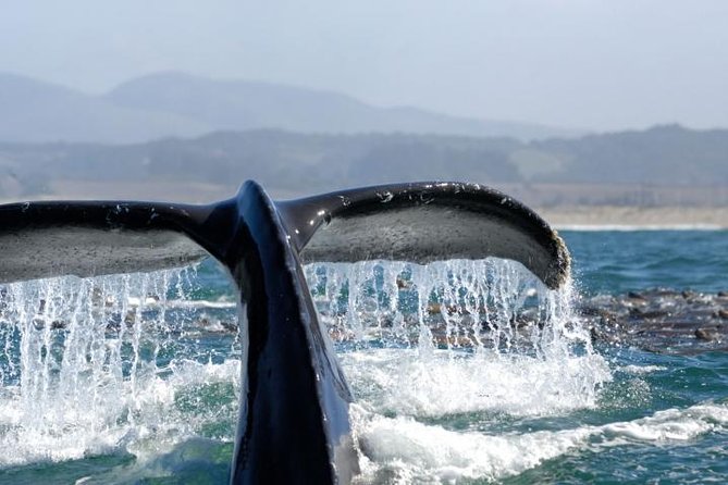 Whale-Watching Cruise from Newport Beach - Key points before you book