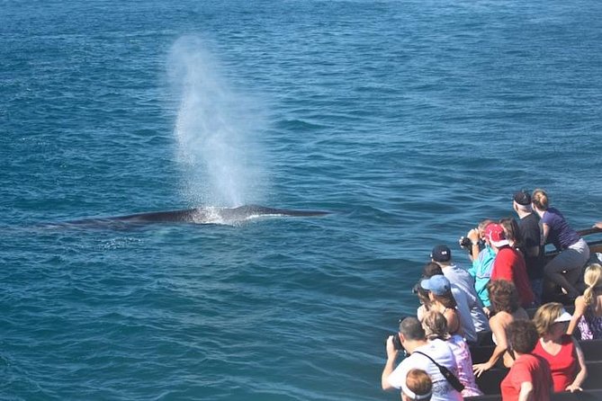 Whale-Watching Cruise from Newport Beach - The boat, seating, and the luxury upgrade