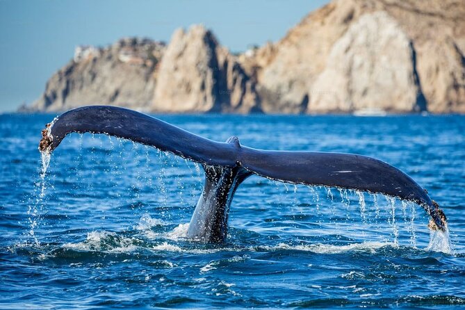 Whale-Watching Cruise from Newport Beach - The Orange County coast from Balboa Pier to Dana Point