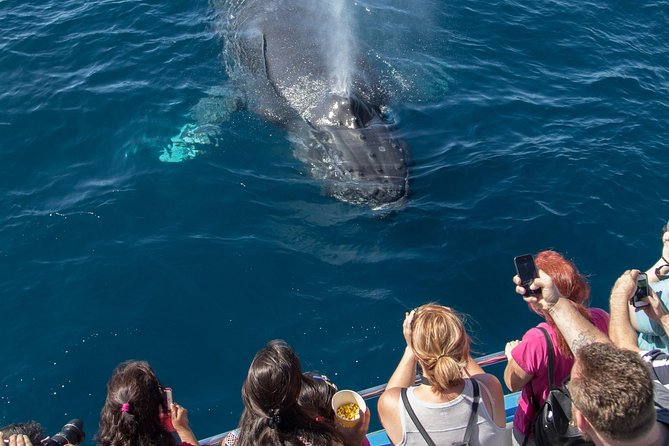 Whale-Watching Cruise from Newport Beach - What the northern coastline adds