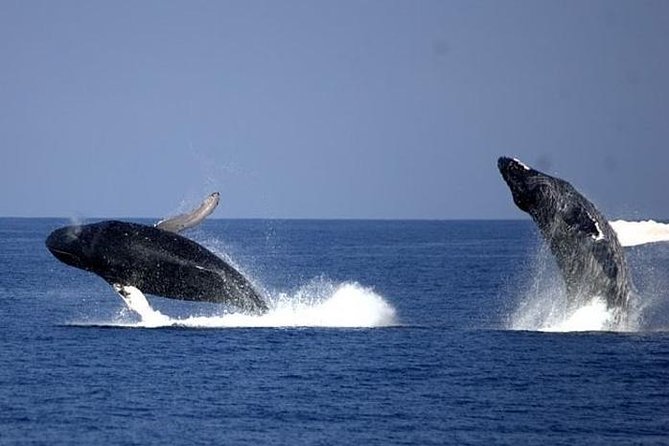 Whale-Watching Cruise from Newport Beach - Timing, parking, and what to wear