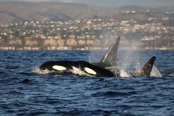 Whale-Watching Cruise from Newport Beach - Is $31 a fair price?