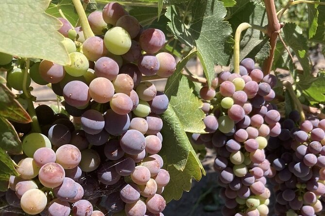 Wine Tours One - Key points to know before booking