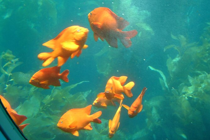 Yellow Semi-Submarine Tour of Catalina Island From Avalon - What happens on the return to Avalon